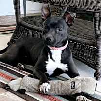 Thumbnail photo of Smokey #2