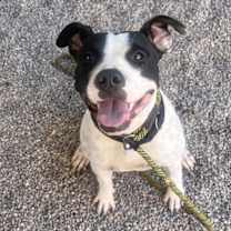 adopt-pet