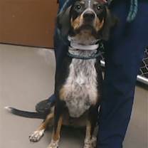 adopt-pet
