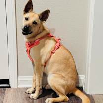 Thumbnail photo of Teddy #1