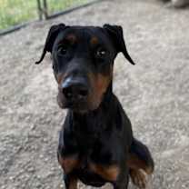 Thumbnail photo of Rambo #3