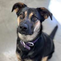 Thumbnail photo of Cookie Rue #2