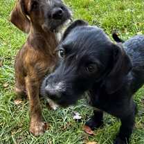 Thumbnail photo of Lane- attending Paws-in-Prison #3