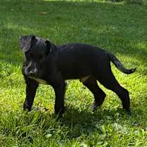 Thumbnail photo of Lane- attending Paws-in-Prison #4