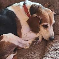 Thumbnail photo of Scooter #1