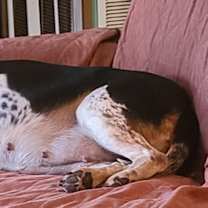 Thumbnail photo of Scooter #2