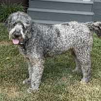 Thumbnail photo of Zeke #1