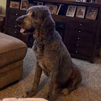 Thumbnail photo of Zeke #3