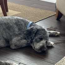 Thumbnail photo of Zeke #4