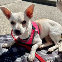 Thumbnail photo of Peanut #1