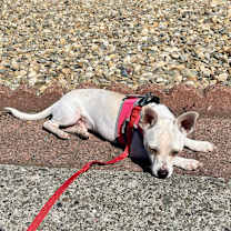 Thumbnail photo of Peanut #2