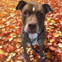 Thumbnail photo of Molly (Foster Dog) #1