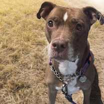 Thumbnail photo of Molly (Foster Dog) #2