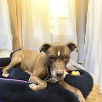 Thumbnail photo of Molly (Foster Dog) #3