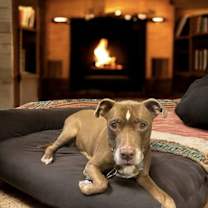 Thumbnail photo of Molly (Foster Dog) #4