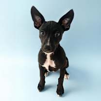 adopt-pet