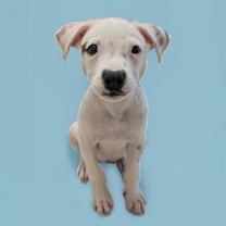adopt-pet