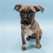 adopt-pet