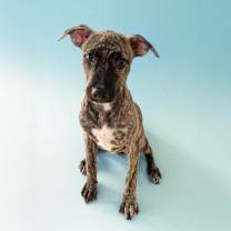adopt-pet