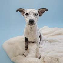 adopt-pet