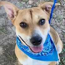 Thumbnail photo of Rosa #1