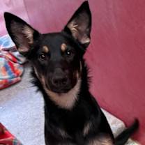 Thumbnail photo of Martini #1