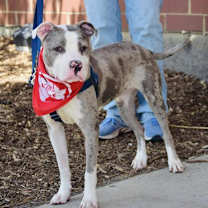 Thumbnail photo of Gorgonzola #3