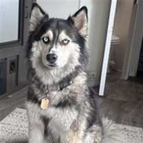adopt-pet