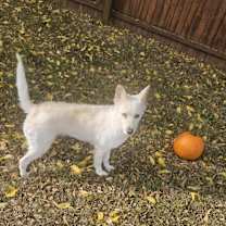 Thumbnail photo of Bella #1