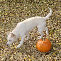 Thumbnail photo of Bella #2