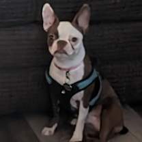 adopt-pet