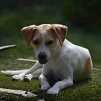 Thumbnail photo of Trigger #2