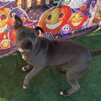 Thumbnail photo of Wren #3