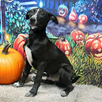 Thumbnail photo of Double Dutch #1