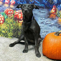 Thumbnail photo of Do-Si-Do #1