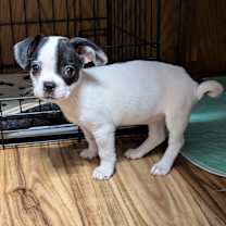 adopt-pet