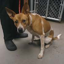 adopt-pet