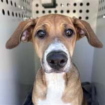 adopt-pet