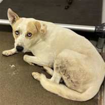 adopt-pet