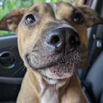 Thumbnail photo of Penny #2