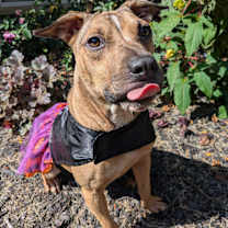 Thumbnail photo of Penny #1