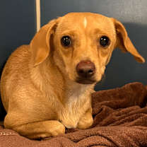 adopt-pet