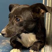 adopt-pet