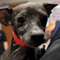 adopt-pet