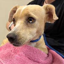 adopt-pet
