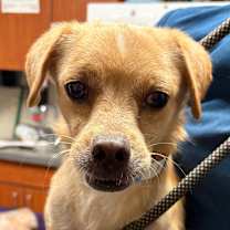 adopt-pet