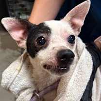 adopt-pet