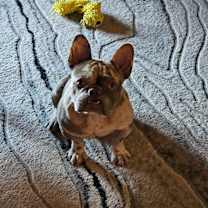 adopt-pet