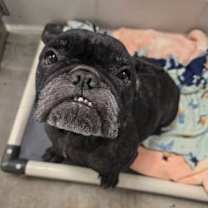 adopt-pet