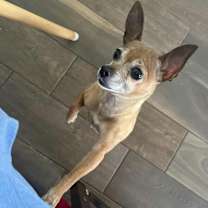 adopt-pet